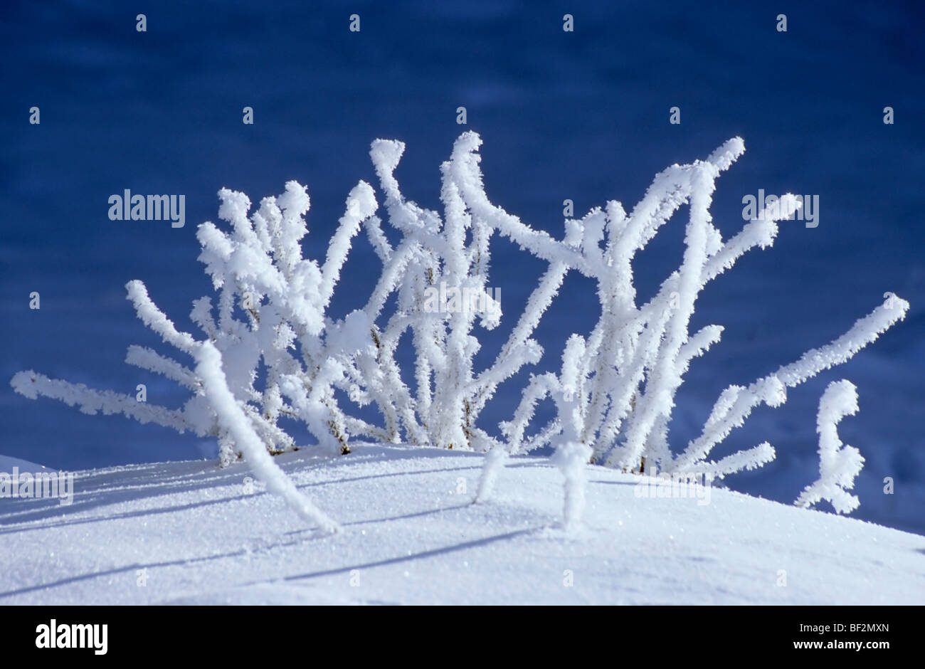 Hoar frost formation on a thicket Stock Photo