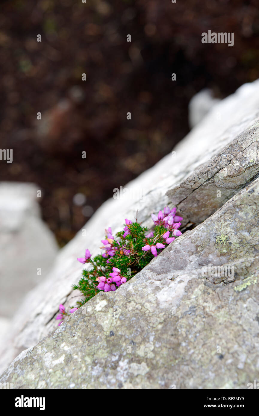 Blooming heather growing in rock. Connemara. Co Galway. Ireland 2009. Stock Photo