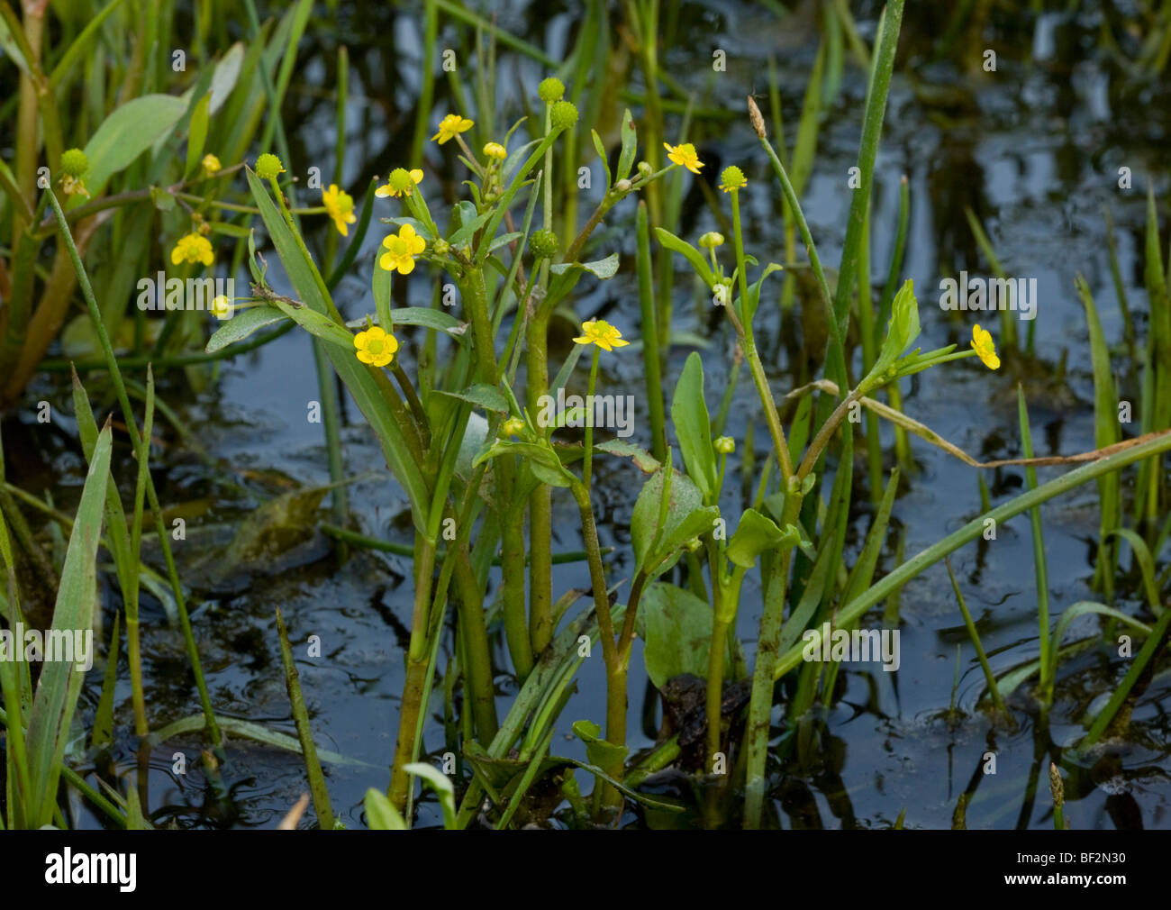 Adder's Tongue Spearwort or Badgworth Buttercup Ranunculus ophioglossifolius in wetland; Stock Photo