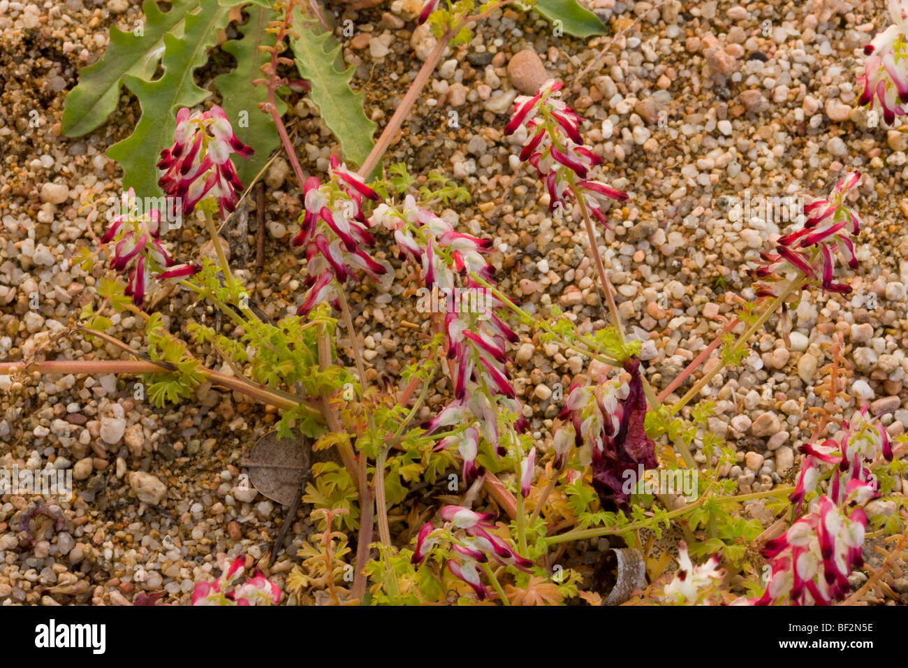 A fumitory Fumaria bicolor on sand-dune, Corsica, France. Stock Photo