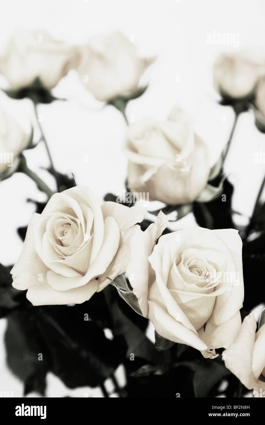 Rose photographs hi-res stock photography and images - Alamy