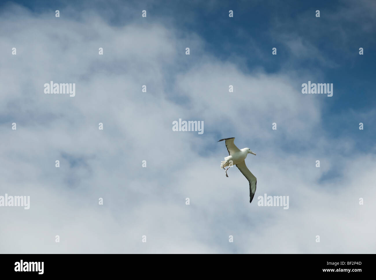 Peninsula albatross hi-res stock photography and images - Alamy