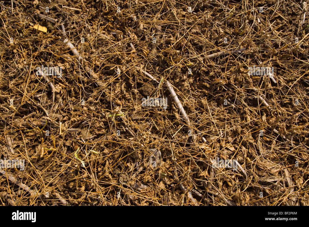 Agriculture Soybean residue in the field after the harvest / near