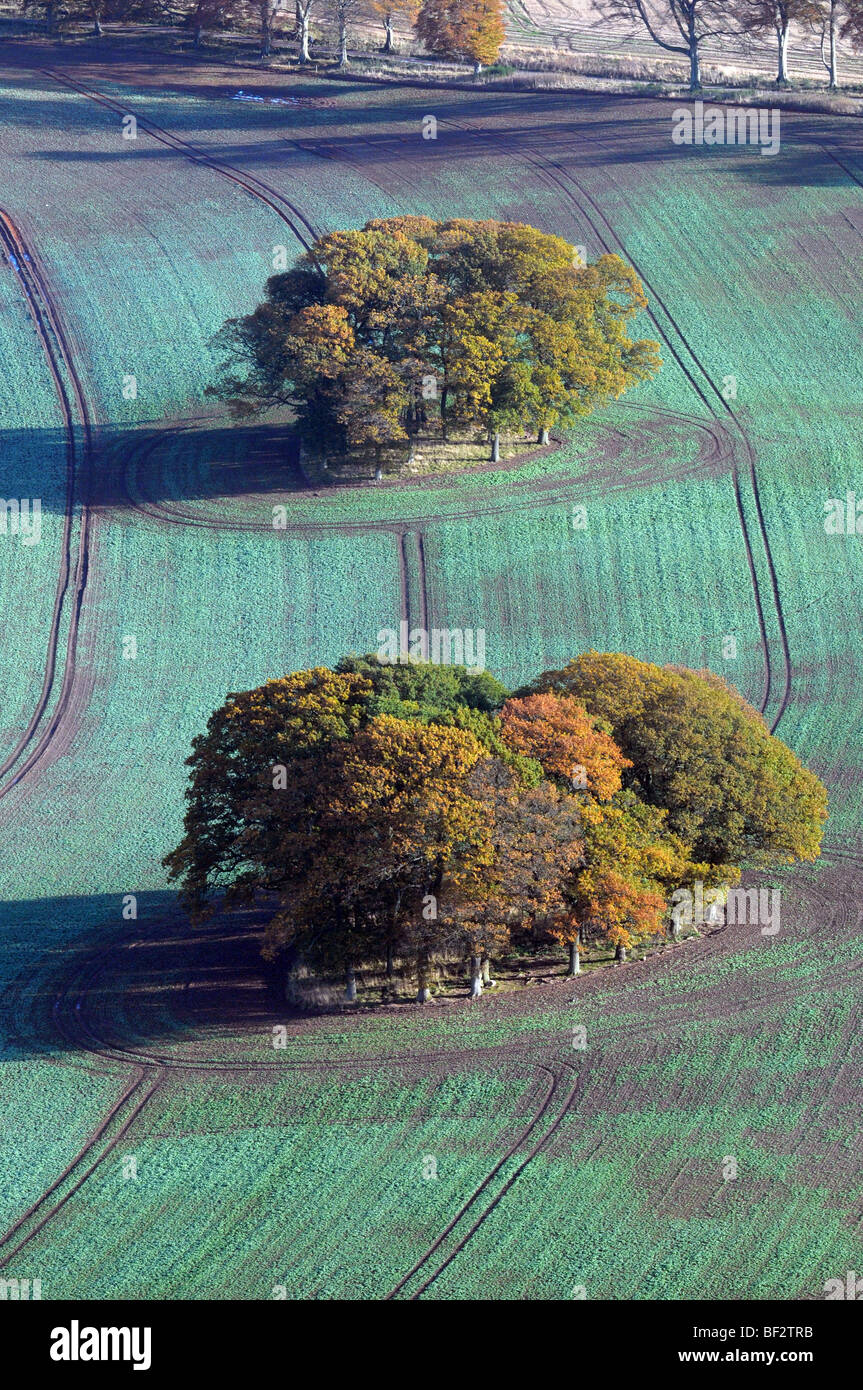 Aerial view of autumn trees in a field Stock Photo - Alamy
