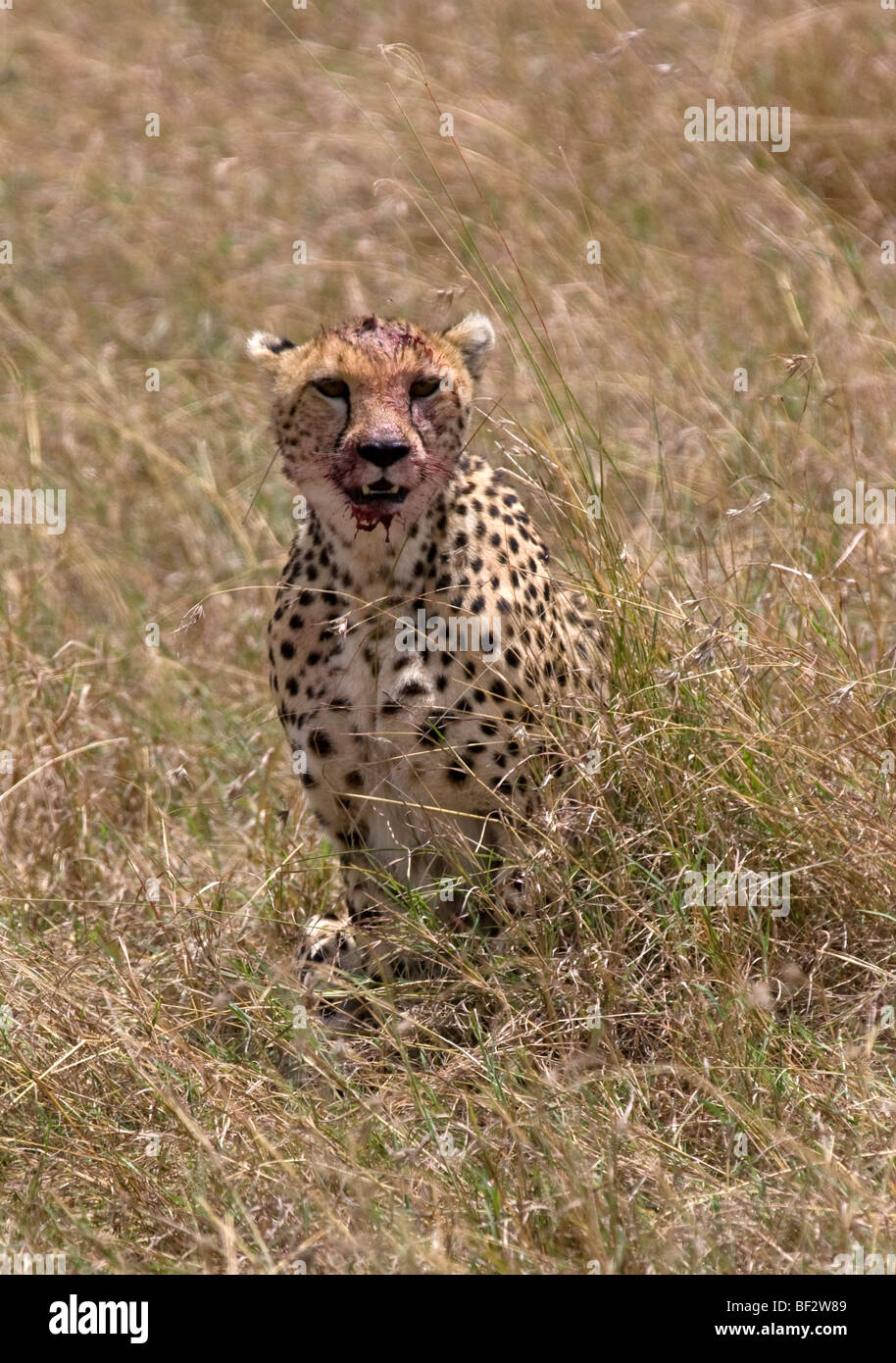 Cheetah with bloody face from its recent kill Stock Photo - Alamy