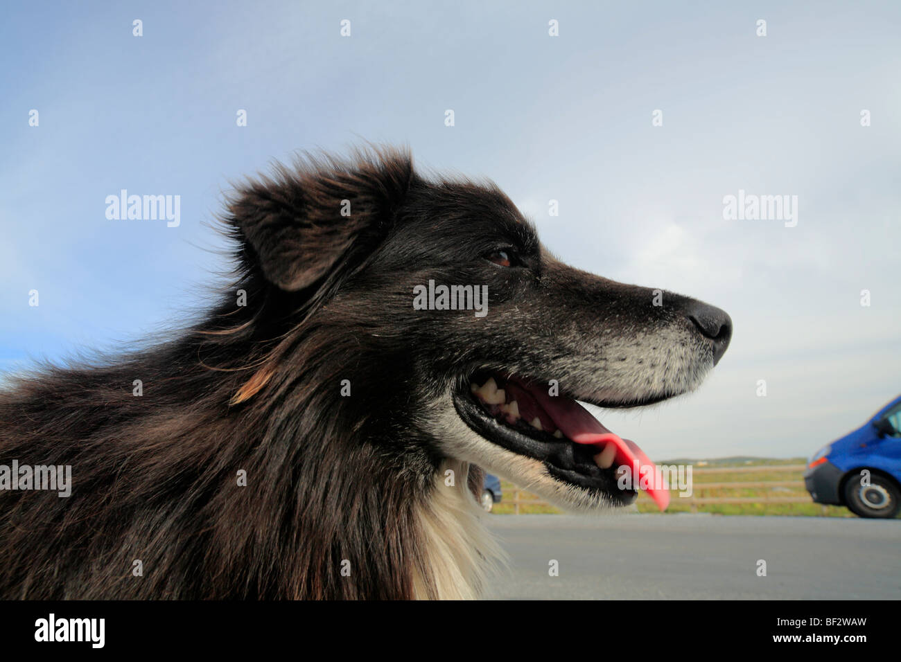 border collie dog eating a car, Ireland Stock Photo