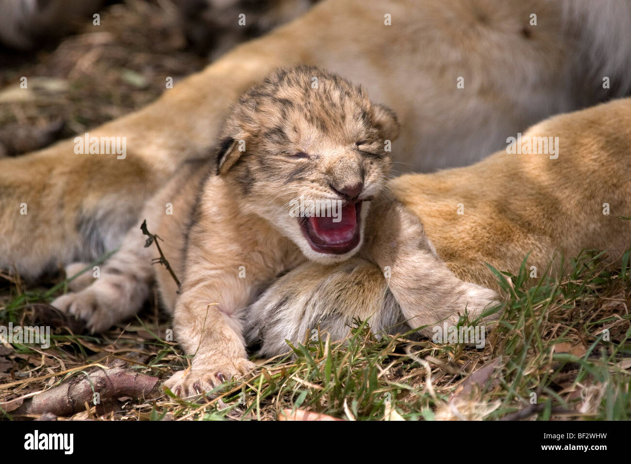 Day old Lion cub makes its first roar Stock Photo