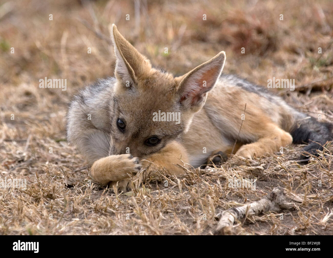 Golden Jackal cub cleans itself Stock Photo