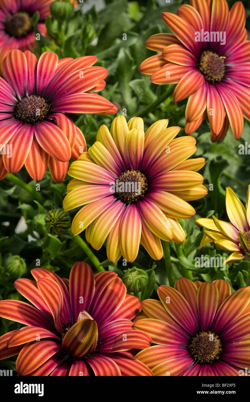 African Daisy, Osteospermum 'Sunset Purple' flower at Oro Farms Display at California Pack Trials Stock Photo