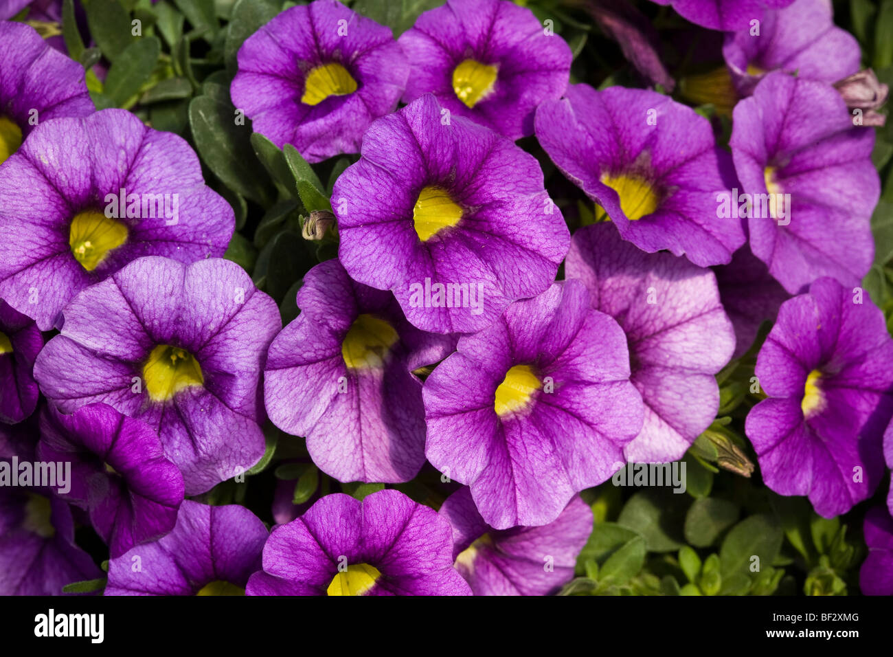 Calibrachoa 'Noa Blue Legend' purple mini-petunia flower Danziger Display at California Pack Trials Stock Photo