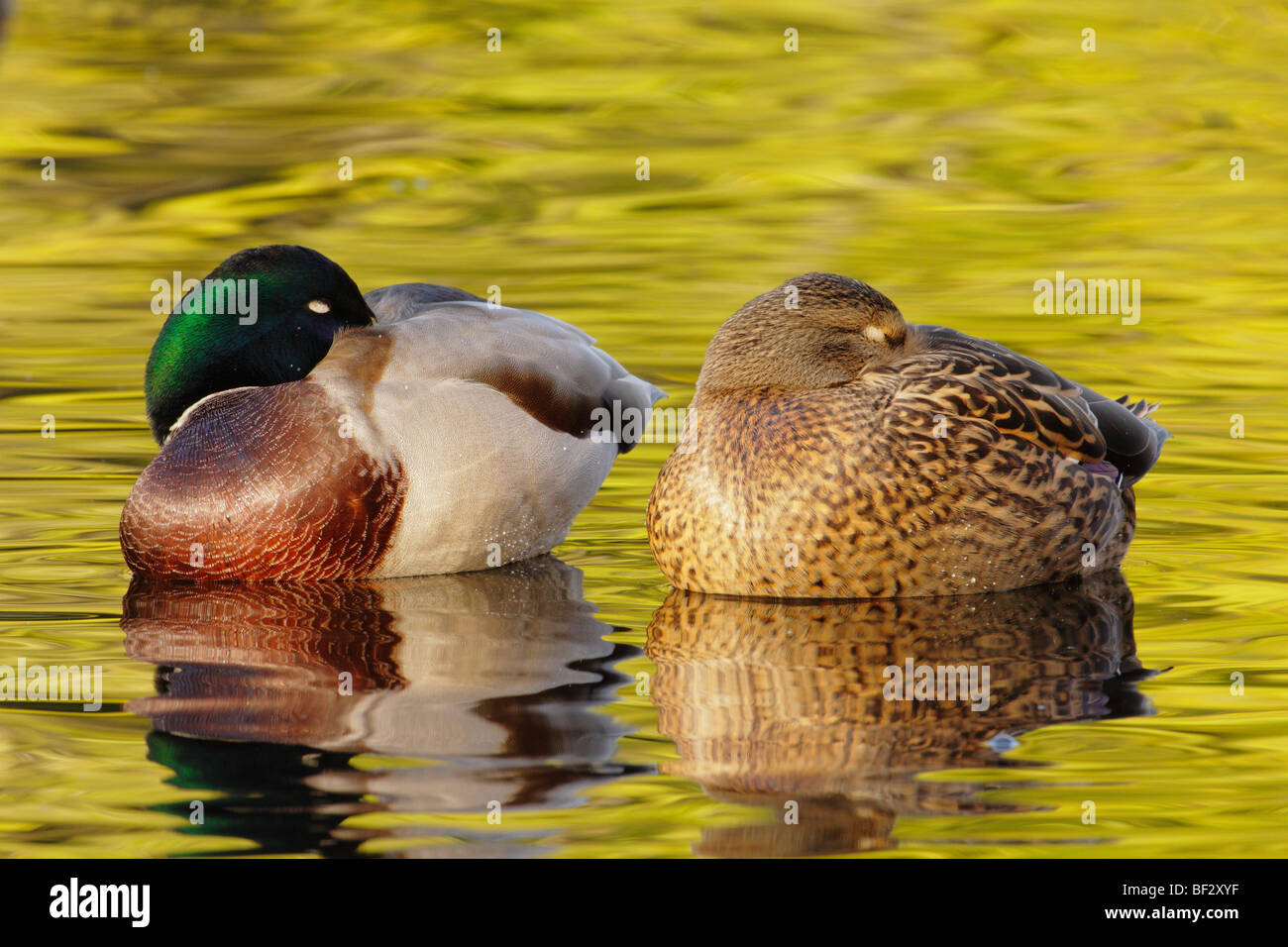 Mallard duck pair resting on pond in autumn-Victoria, British Columbia, Canada. Stock Photo