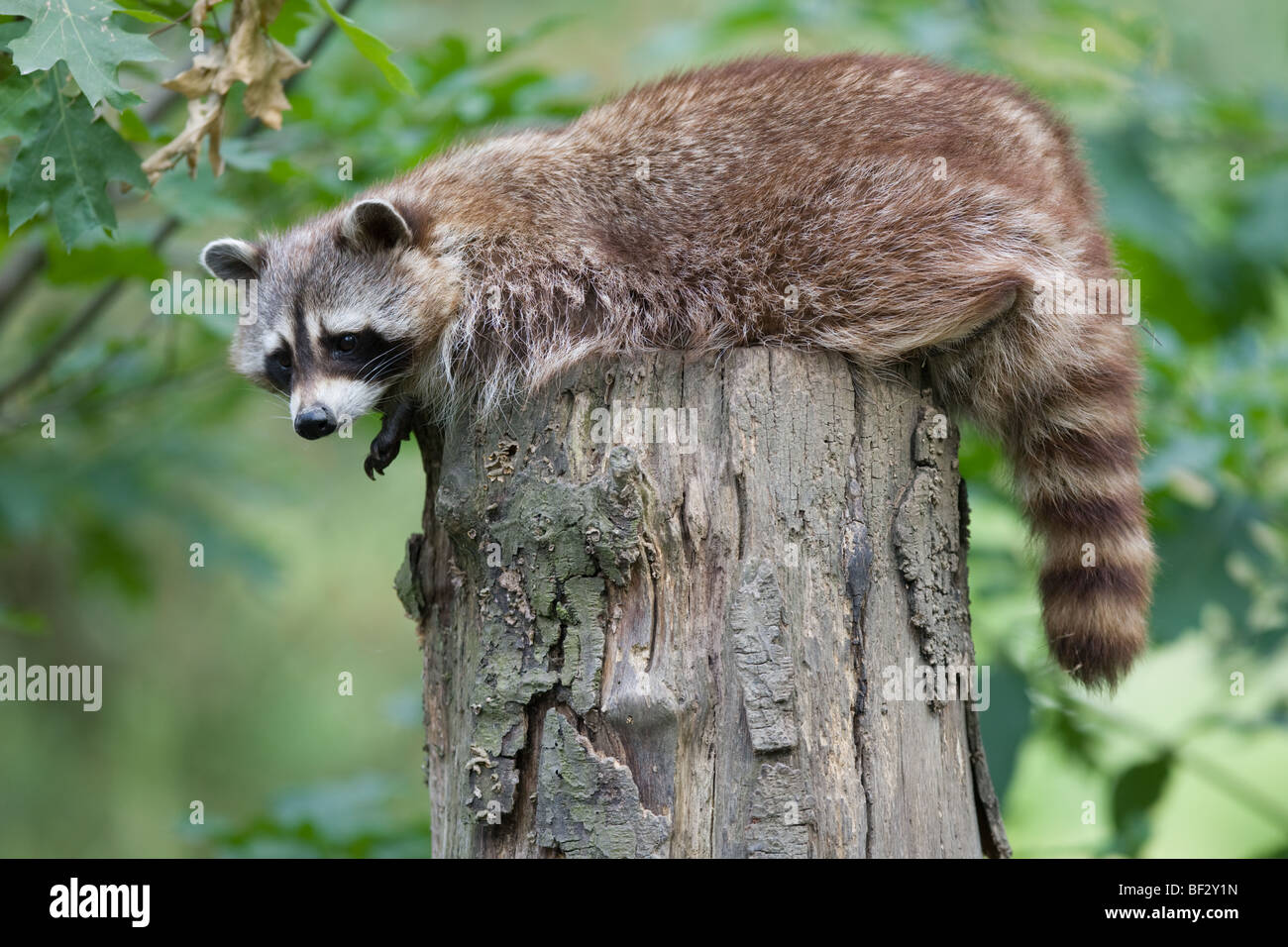 Common raccoonon a tree stump - Procyon lotor Stock Photo