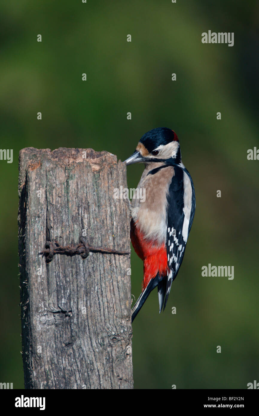 Great-spotted woodpecker Dendrocopos major post Stock Photo