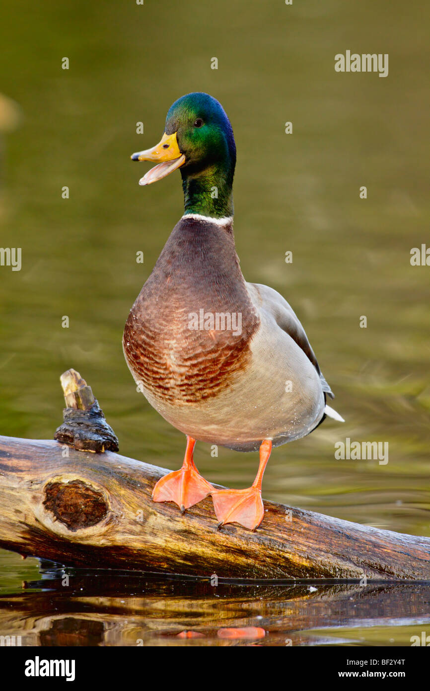 Female Mallard Duck Quacking