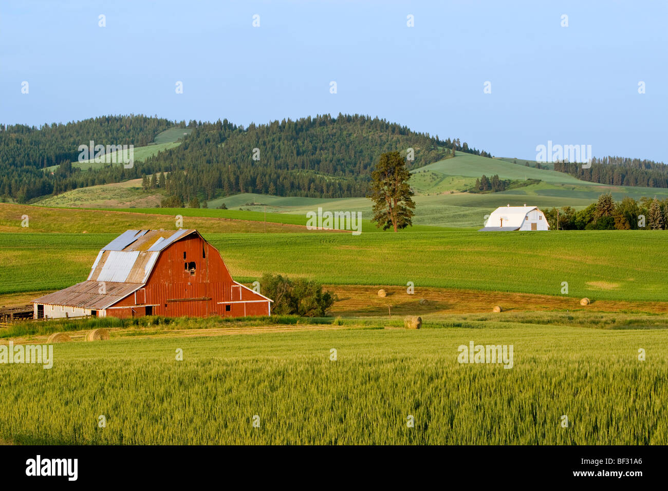 Agriculture Red and white barns surrounded by green wheat fields in