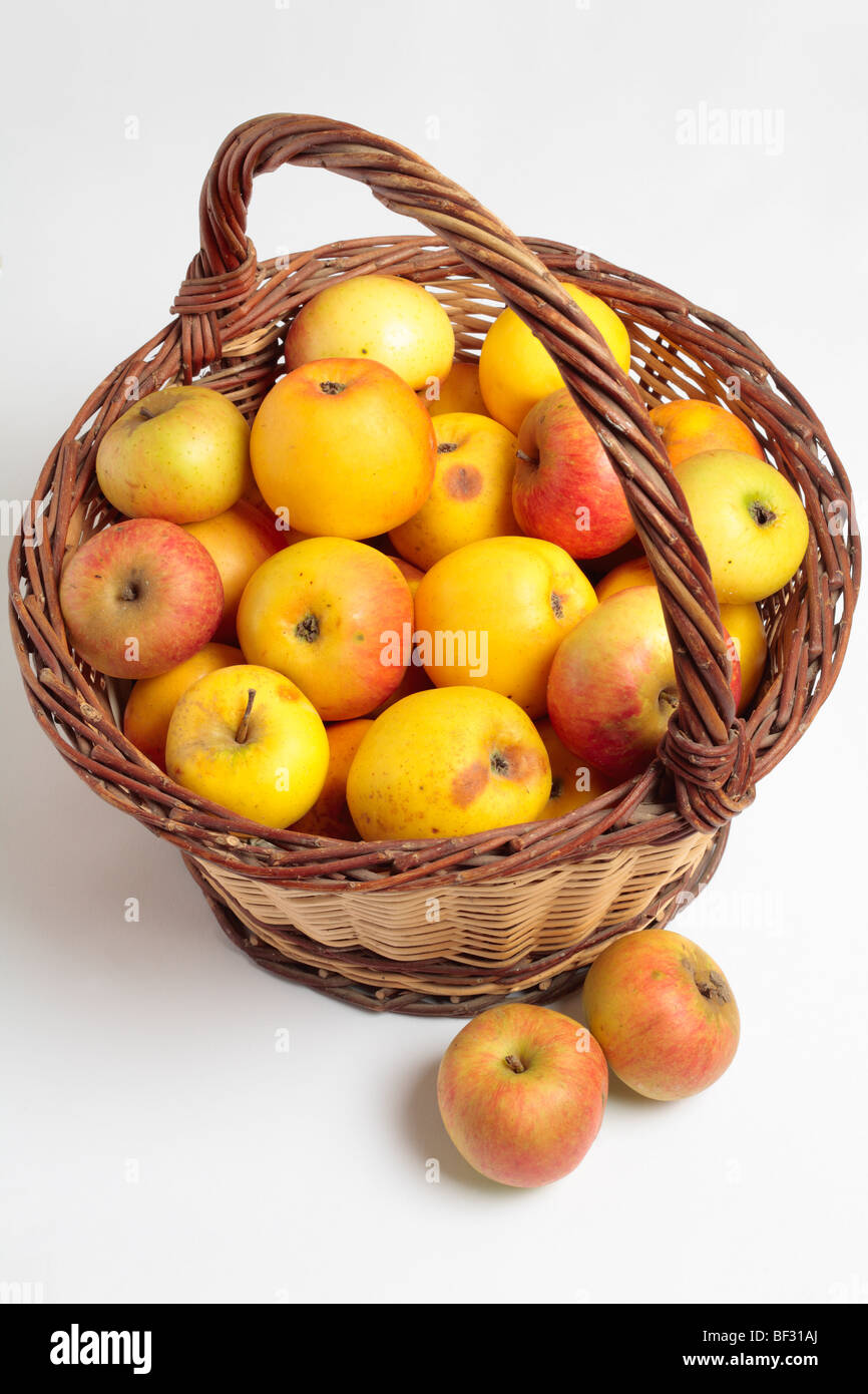 Basket of Windfall Apples Stock Photo