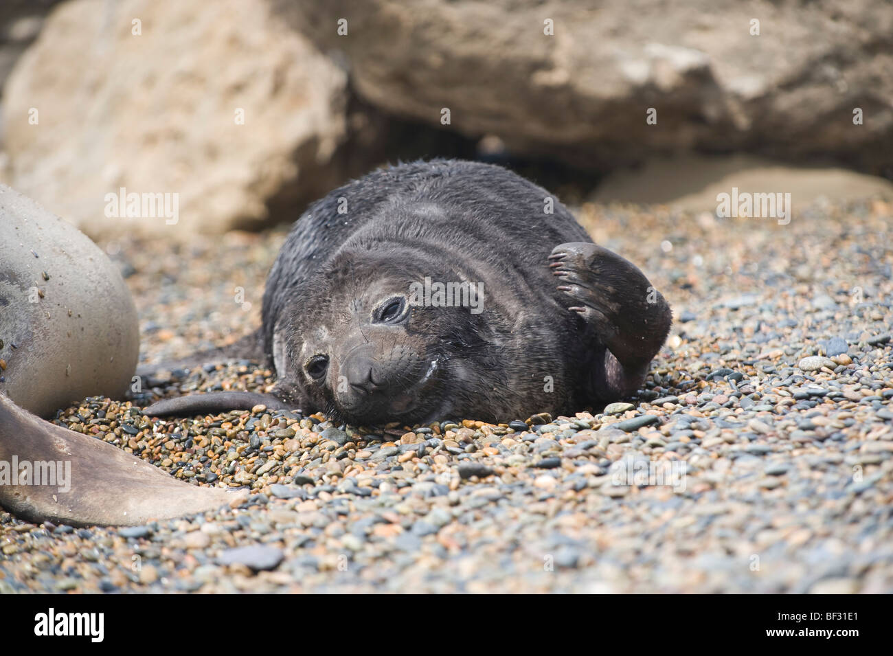 Newborn southern elephant seal, Peninsula Valdes, Patagonia, Argentina. Stock Photo