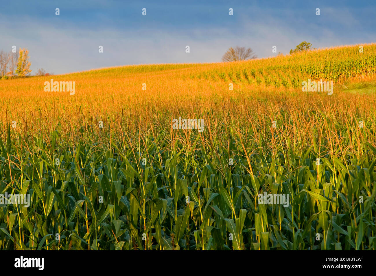 Agriculture - Rolling hillside mid growth grain corn field in early morning light / near Boyd, Wisconsin, USA. Stock Photo