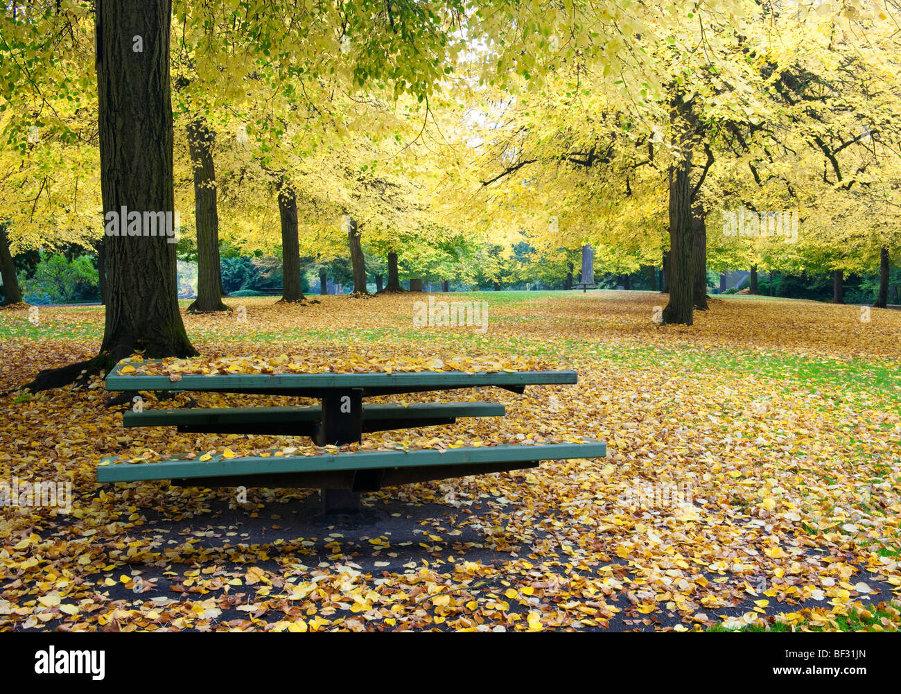 Linden trees in Portland's Laurelhurst Park turn autumn gold Stock