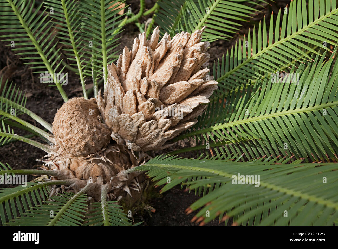 Chestnut dioon (dioon edule) hires stock photography and images Alamy