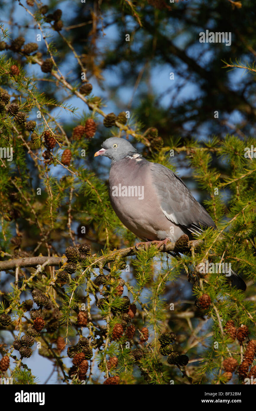 Wood Pigeon Columba palumbus in larch tree Stock Photo