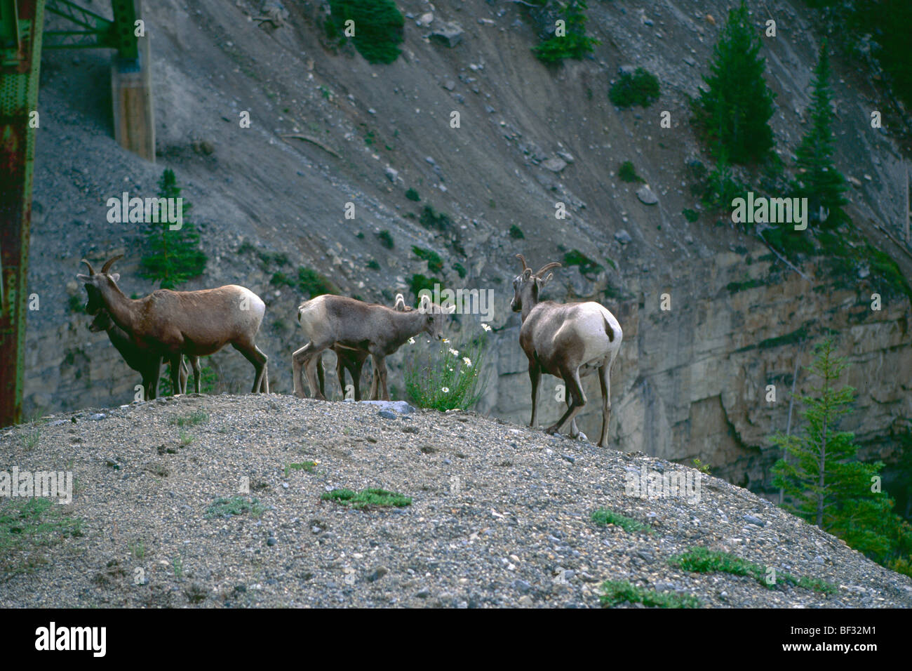 Mountain Goats Grazing Wildflowers Under a Bridge on The Ice Field Parkway, Alberta, Canada Stock Photo