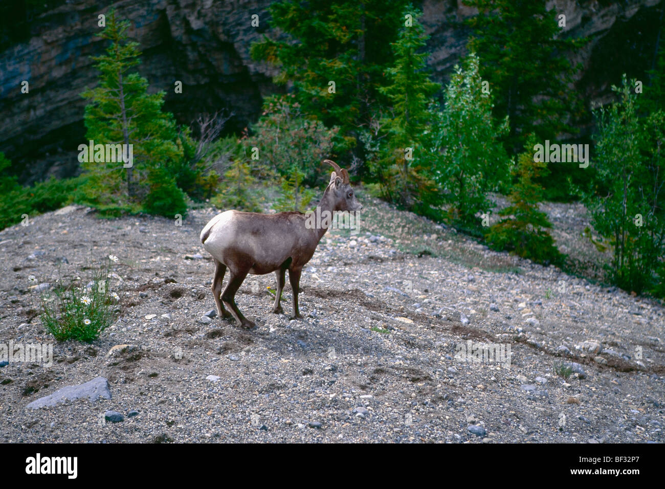 High Angle View of an Mountain Goat Standing at the Edge of a Ravine, Alberta, Canada Stock Photo