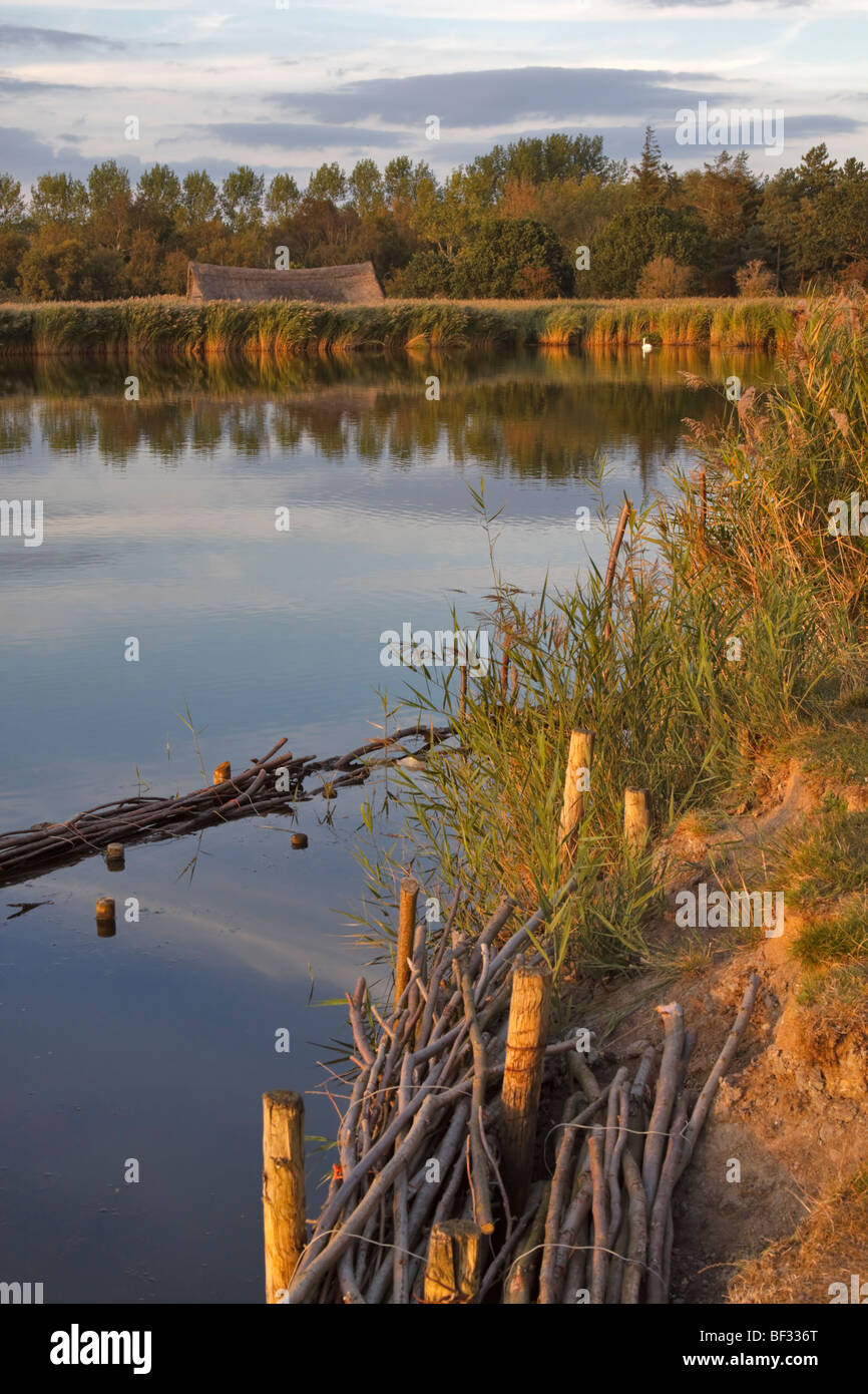 Evening light on Horsey Mere, Norfolk Broads. Erosion control and bank reinforcement is underway with bundled sticks. Stock Photo