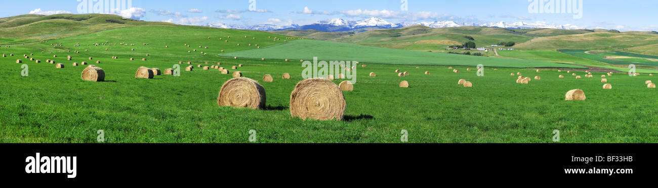 Agriculture - Round hay bales on an alfalfa field in the foothills of the Canadian Rockies in the distance / Alberta, Canada. Stock Photo