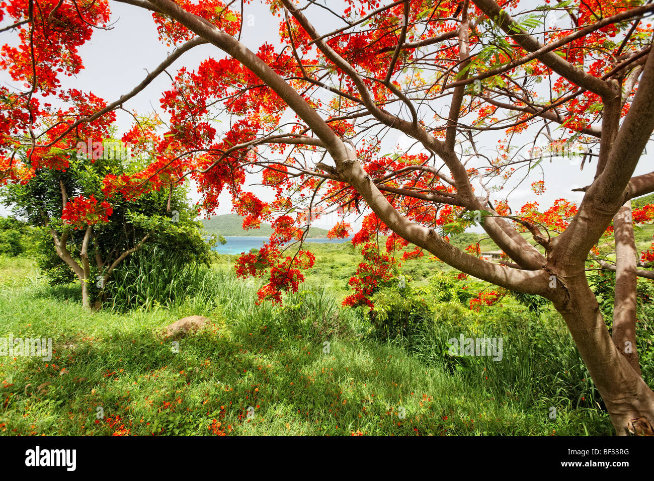 Blooming Flamboyan Tree, Tamarind Bay, Culebra Island, Puerto Rico
