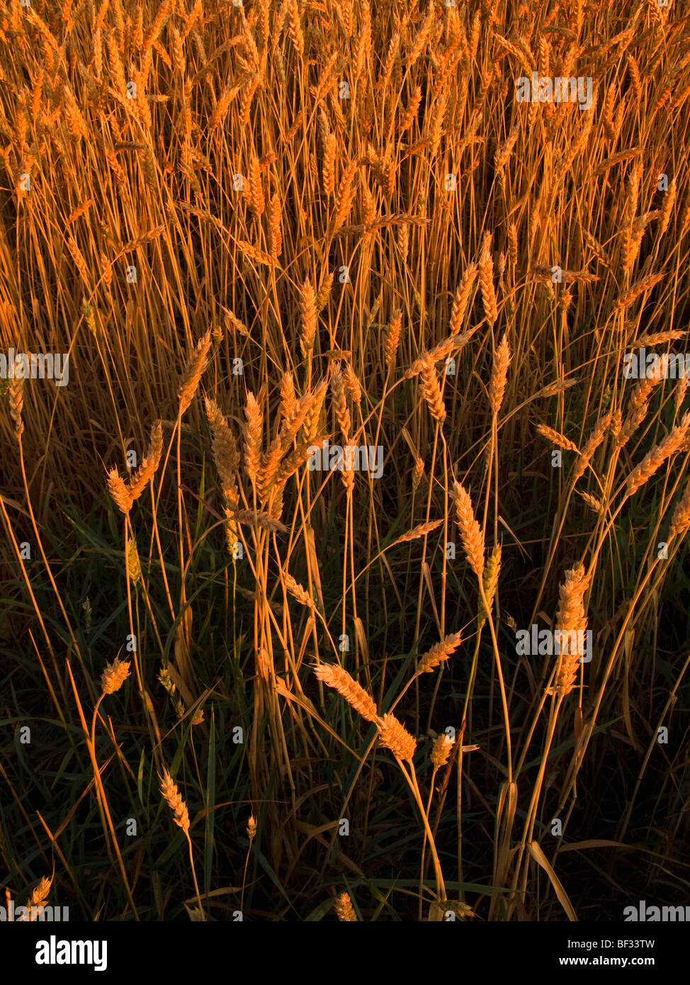 Agriculture - Mature, harvest ready awnless (beardless) wheat in early morning light / Alberta, Canada. Stock Photo
