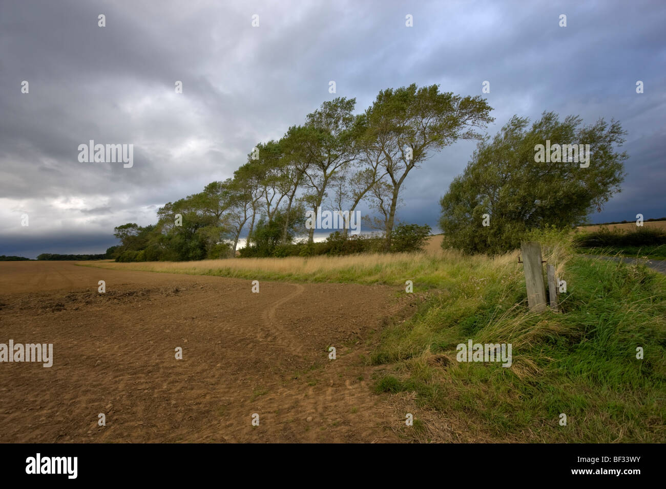 Row of windswept trees in Northumbrian farmland Stock Photo