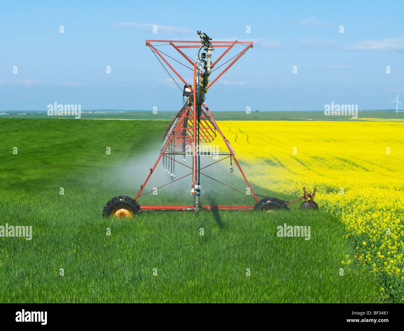 A center pivot irrigation system crossing from a blooming canola field to an adjoining cereal grain field / Alberta, Canada. Stock Photo