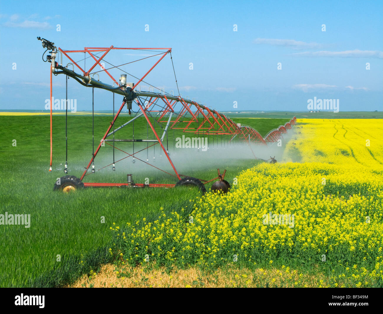 A center pivot irrigation system crossing from a blooming canola field to an adjoining cereal grain field / Alberta, Canada. Stock Photo