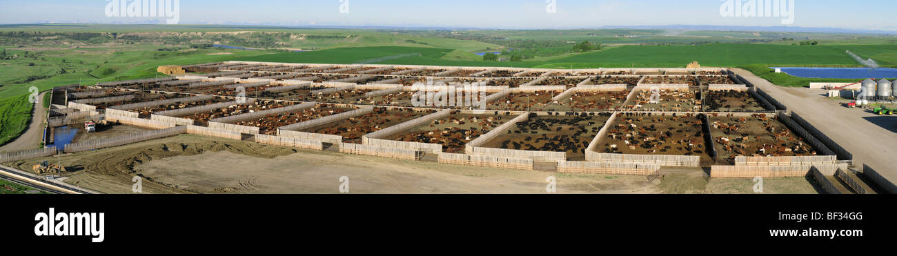Livestock - High view of a large modern beef feedlot with 12,500 head capacity / Alberta, Canada. Stock Photo