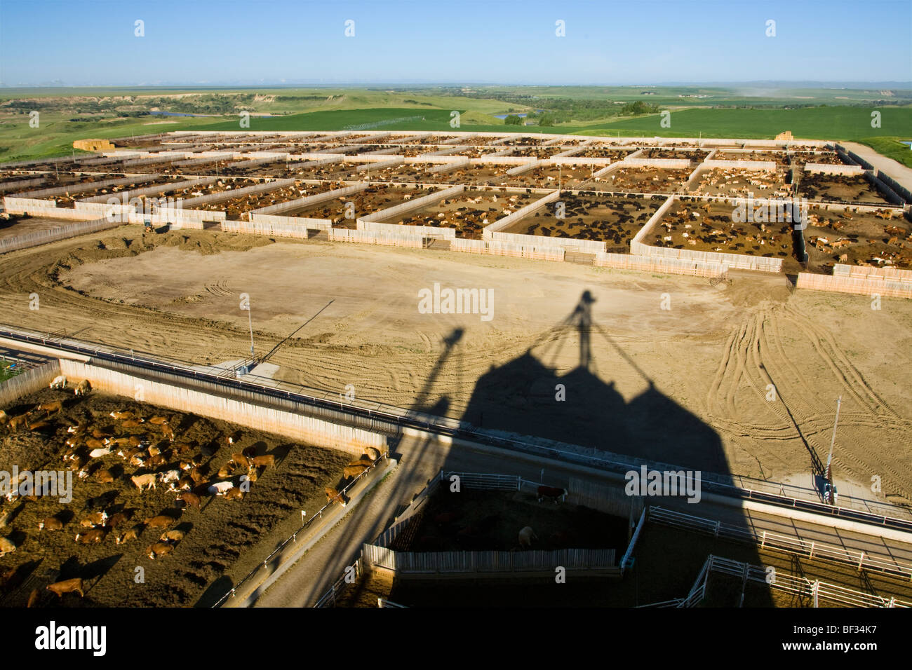 High view of a large modern beef feedlot with 12,500 head capacity with the feed mill shadow in the foreground / Alberta, Canada Stock Photo