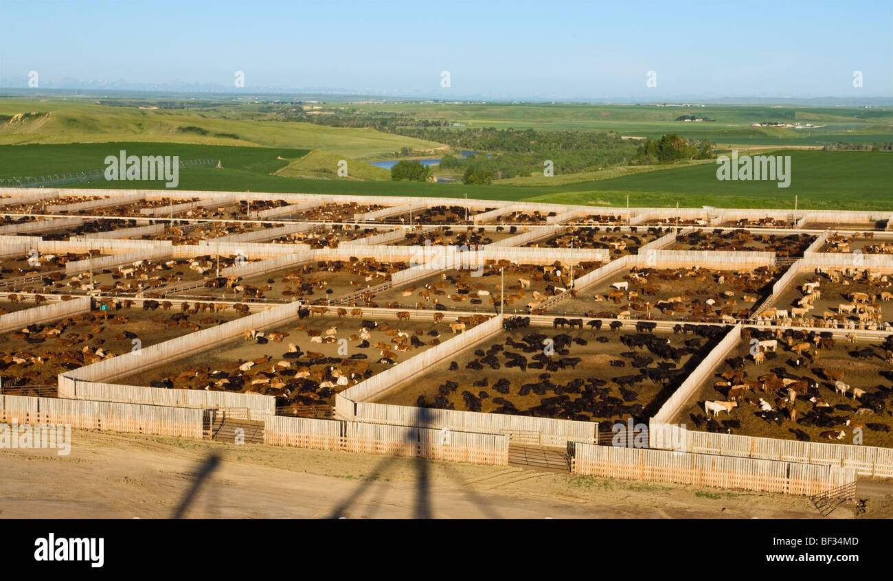 Livestock - High view of a large modern beef feedlot with 12,500 head capacity / Alberta, Canada. Stock Photo