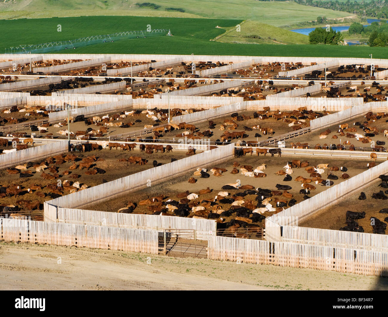 High view of mixed breeds of cattle in pens at a large modern beef