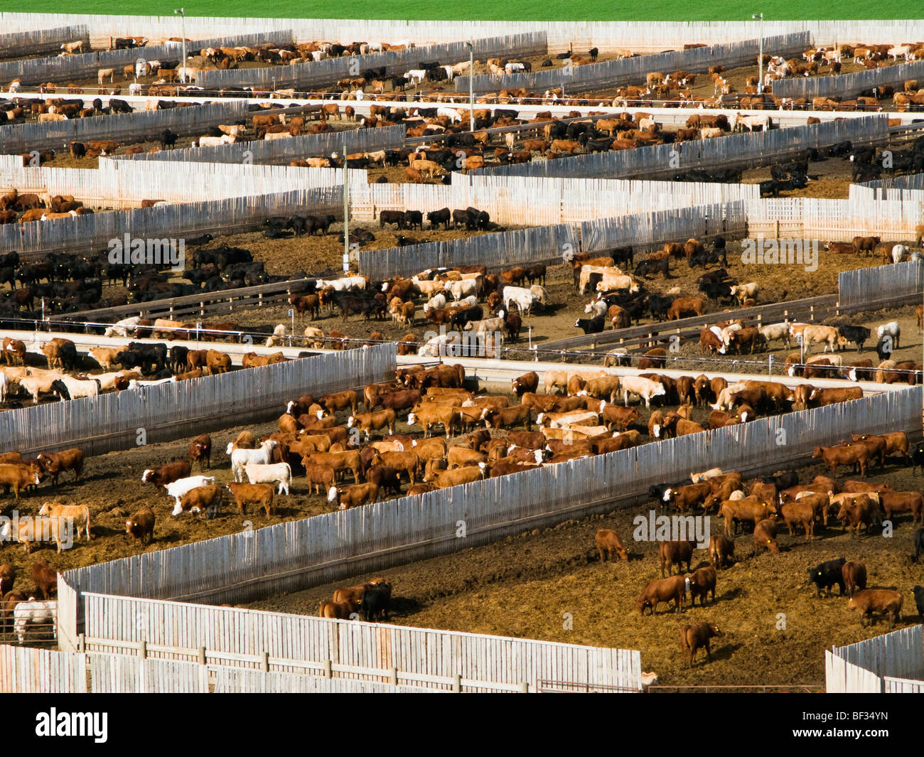 Beef Cattle Feedlot Designs
