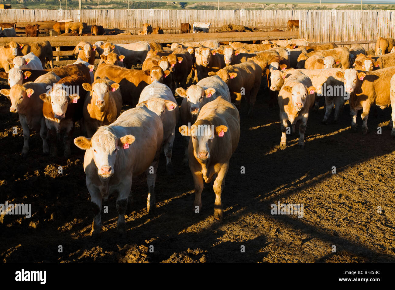 Livestock - Mixed breeds of curious beef cattle in a pen at a large modern beef feedlot / Alberta, Canada. Stock Photo