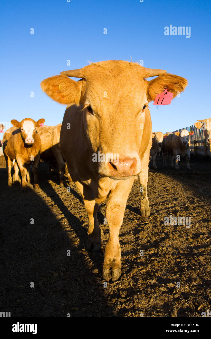 Livestock - Horned Charolais cross heifer in a beef feedlot pen after sunrise / Alberta, Canada. Stock Photo