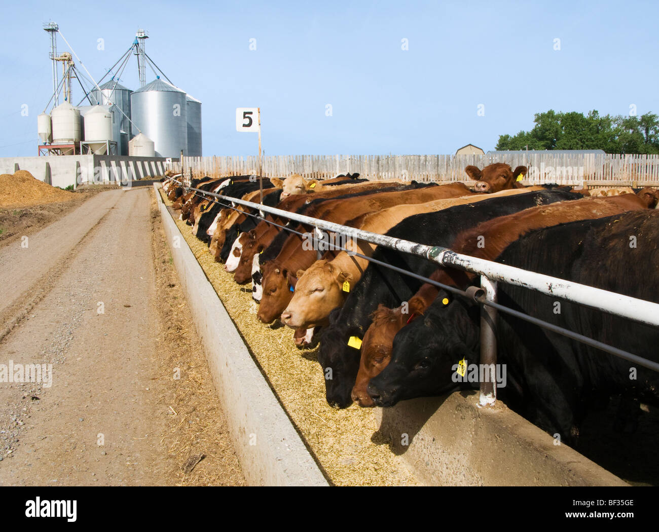 50 best ideas for coloring Beef Cow Feed