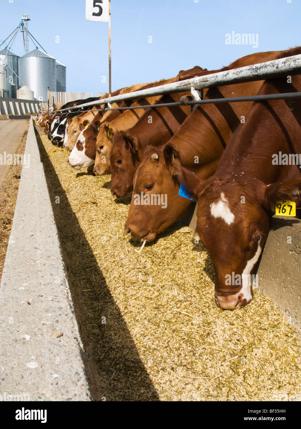 Livestock crossbred beef cattle feed hires stock photography and