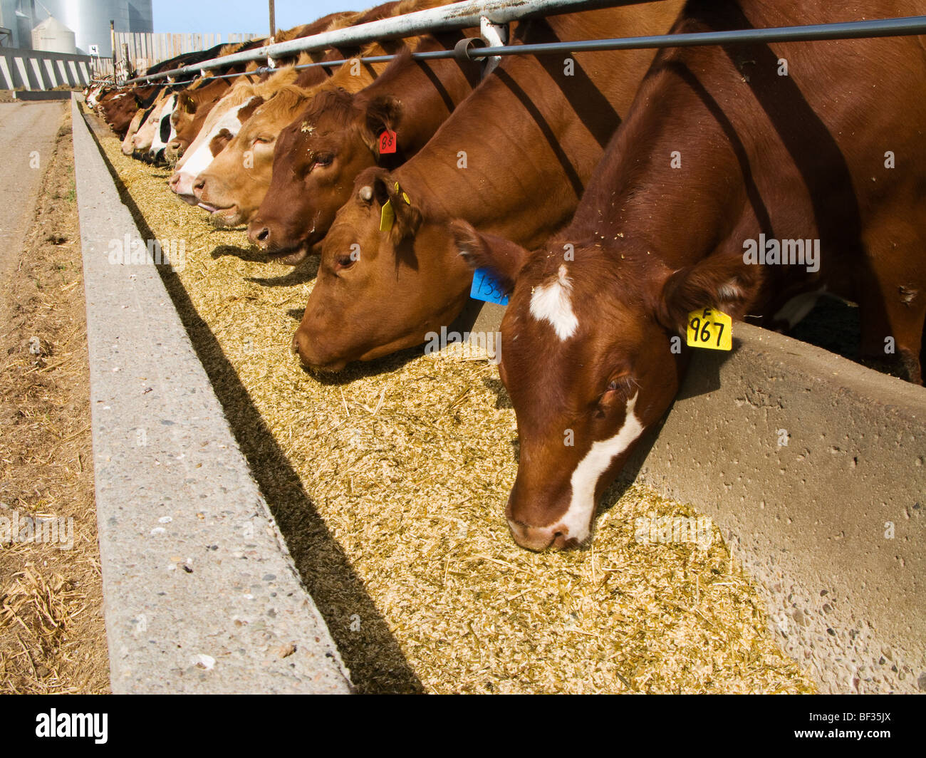 Beef feedlot canada hires stock photography and images Alamy