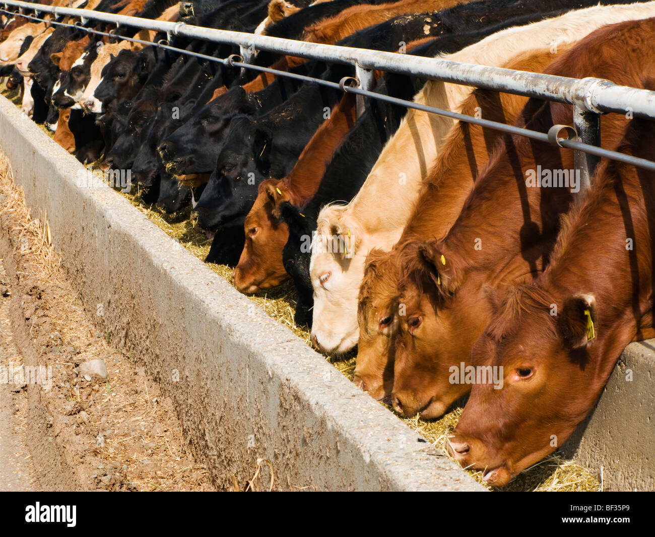 Livestock Mixed breeds of beef cattle feeding on silage at the feed