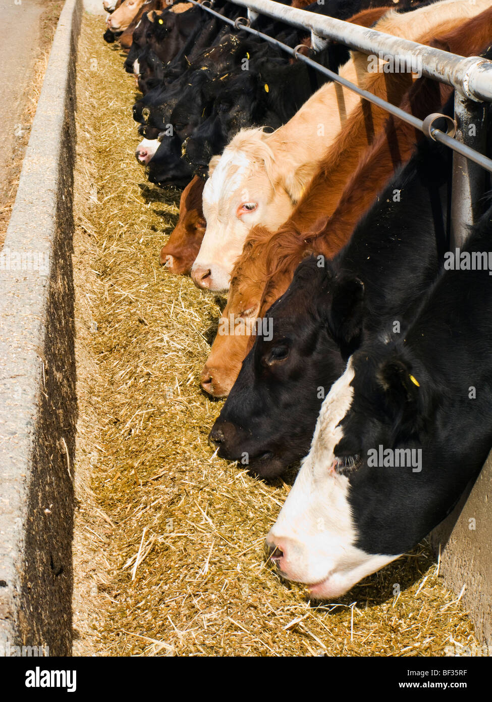 Livestock crossbred beef cattle feed hires stock photography and