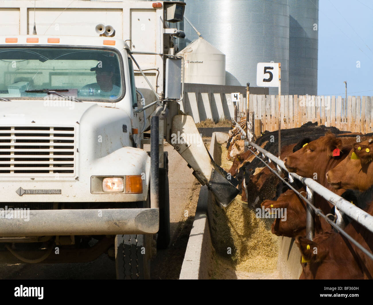 Livestock - A feed truck dispenses silage into a feed trough at a large