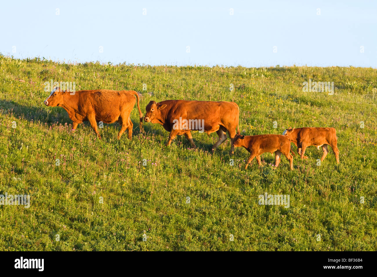 Livestock - Red Angus bull chasing a red Angus cow coming into heat, followed by two calves / Alberta, Canada. Stock Photo