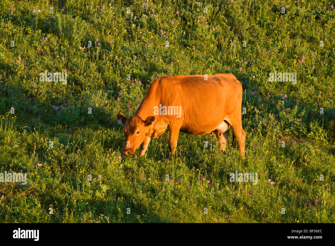 Livestock - Red Angus cow grazing on the slopes of a green pasture at sunrise / Alberta, Canada. Stock Photo