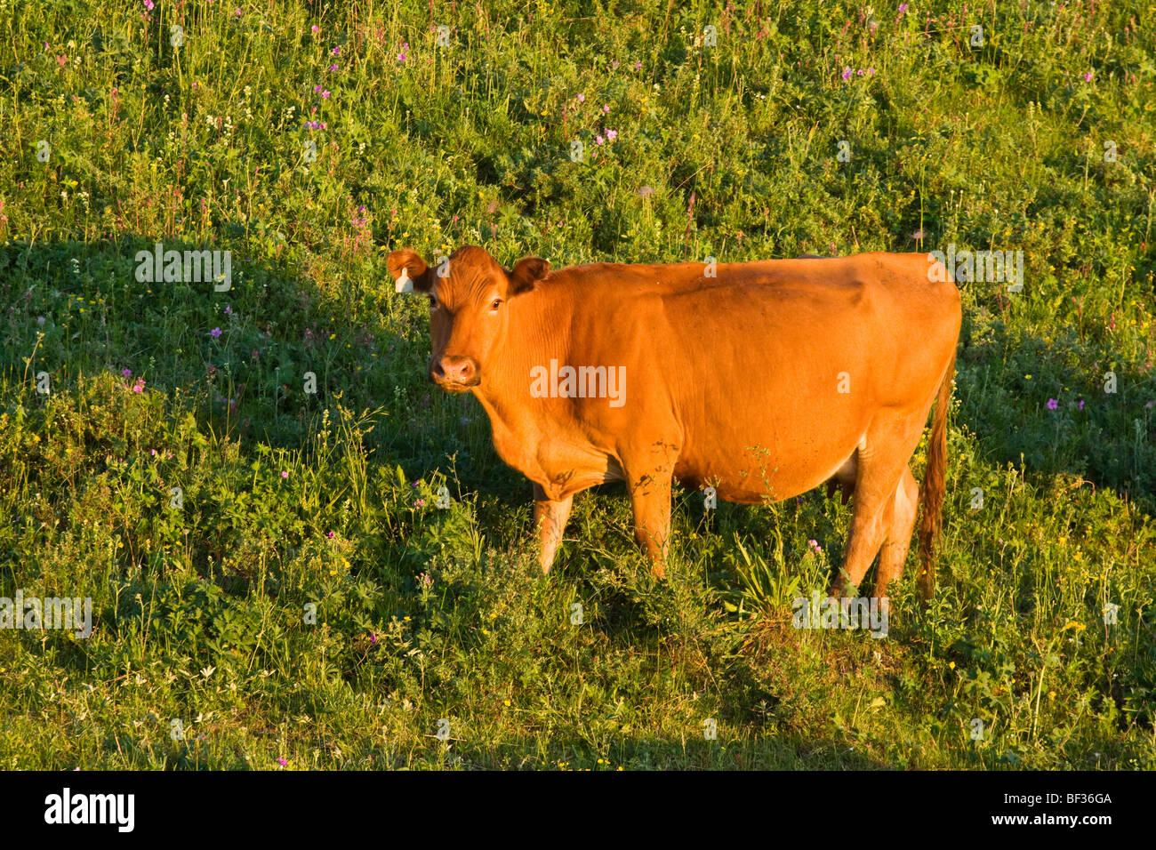 Livestock - Red Angus cow on the slopes of a green pasture at sunrise / Alberta, Canada. Stock Photo